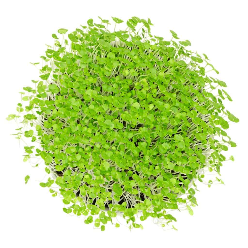 Micro Lemon Balm - M Hughes Wholesaler